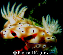 PEEPING NUDI/A naughty one from Dauin... by Bernard Maglana 